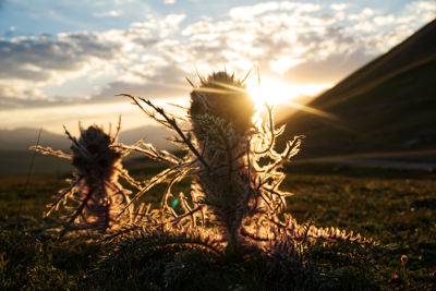 Flower in Kegety Pass