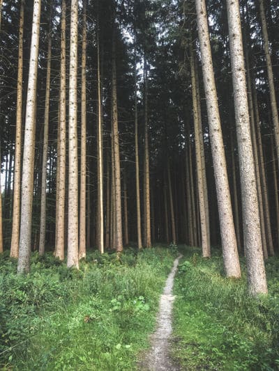 Singletrack through the forest