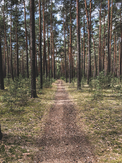 Forest gravel roads