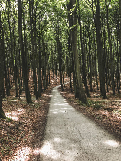 Forest roads on Rügen